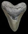 Serrated, Megalodon Tooth - Georgia #72772-1
